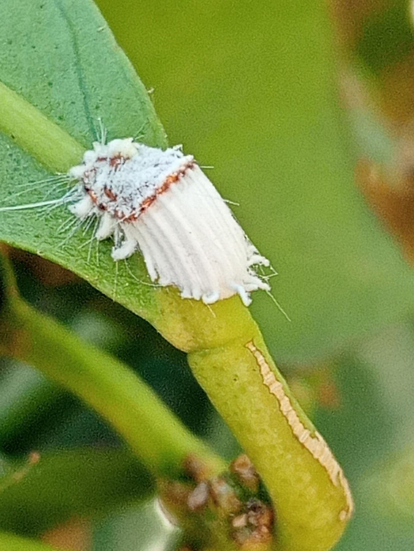 Presencia de Icerya purshasi