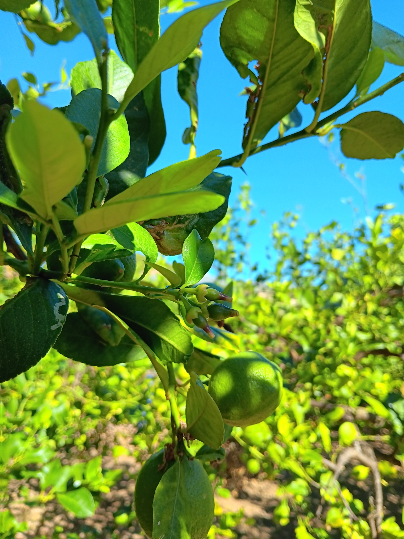 Frutos