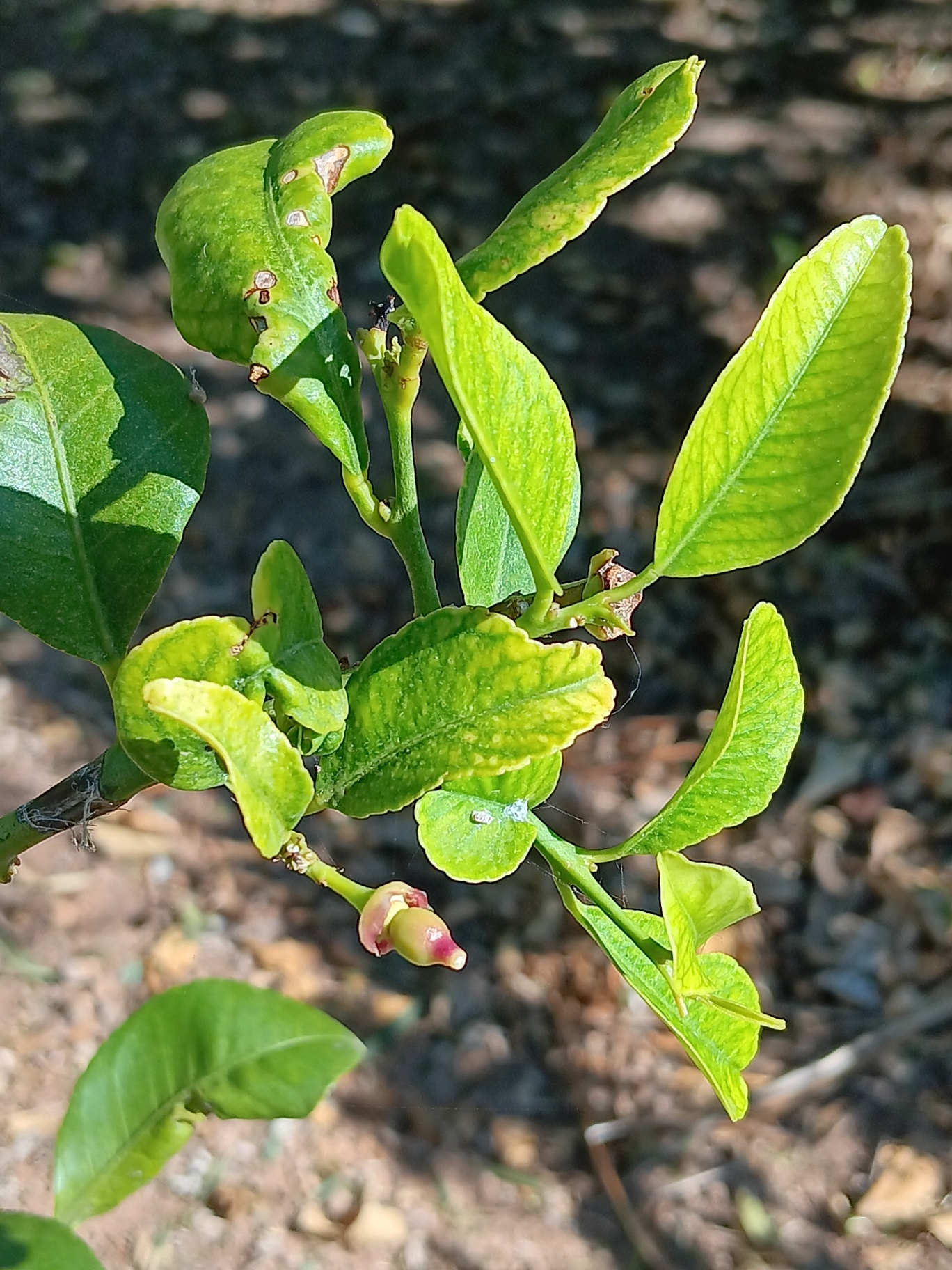 Frutos