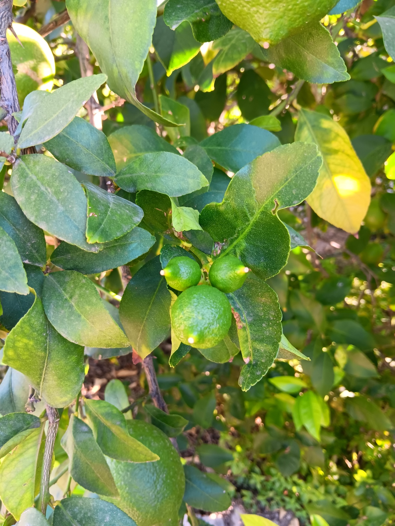 Fruta limpia de defectos