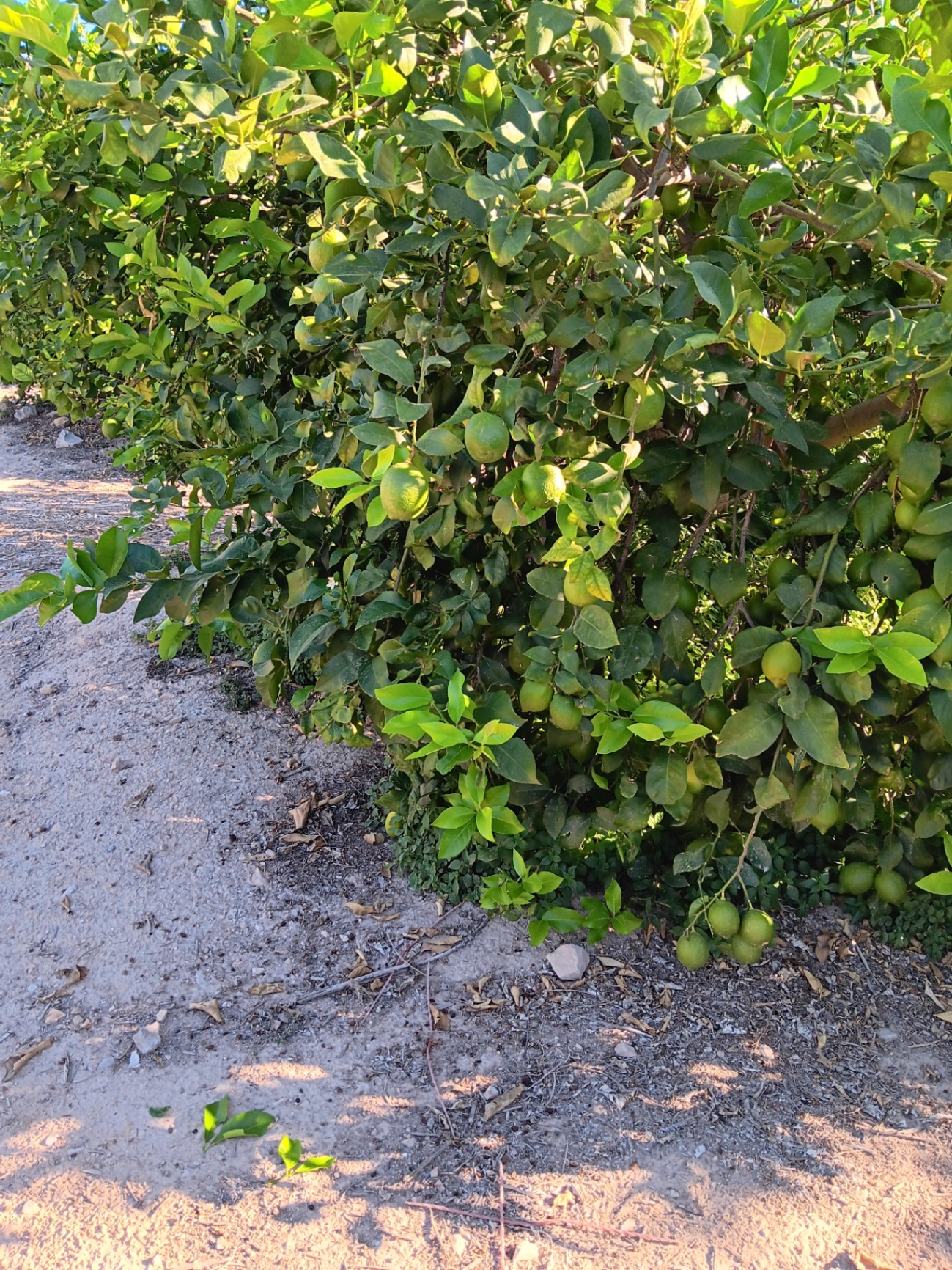 Arboles con brotación continua