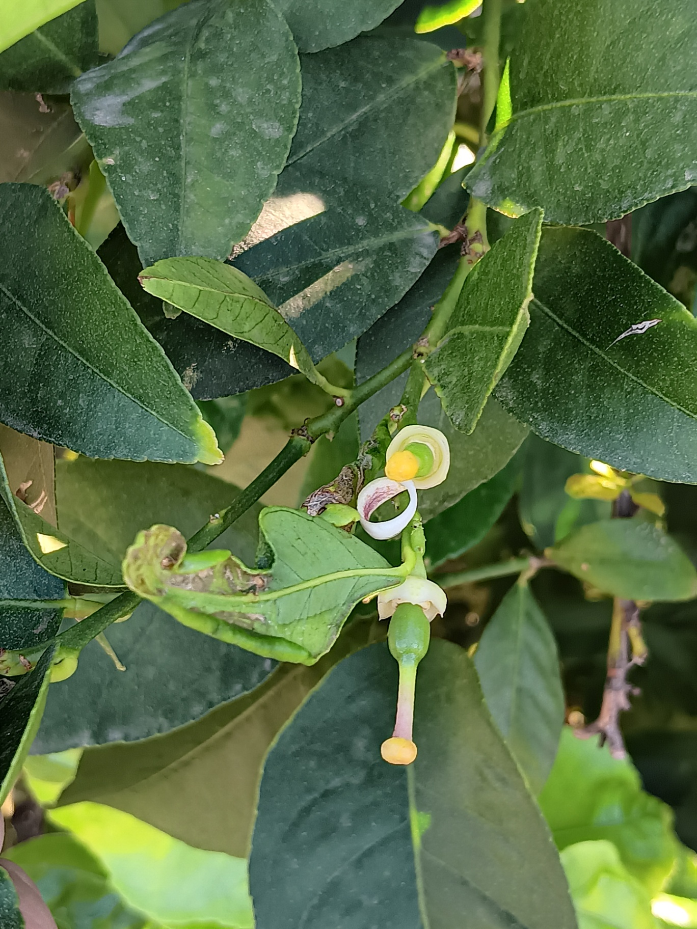 Hoja con defecto del minador y fructificando.
