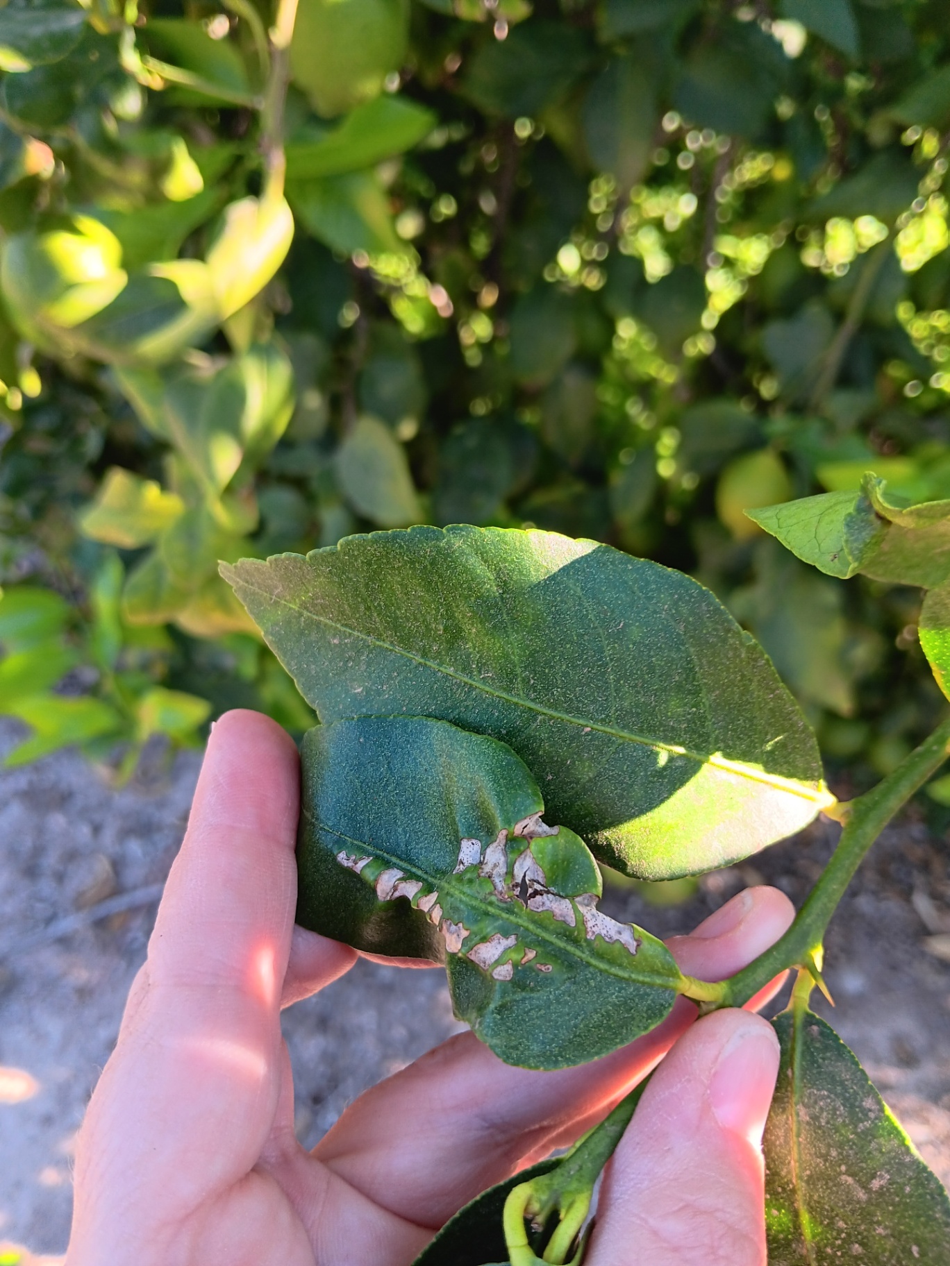 Hoja con efectos del minador