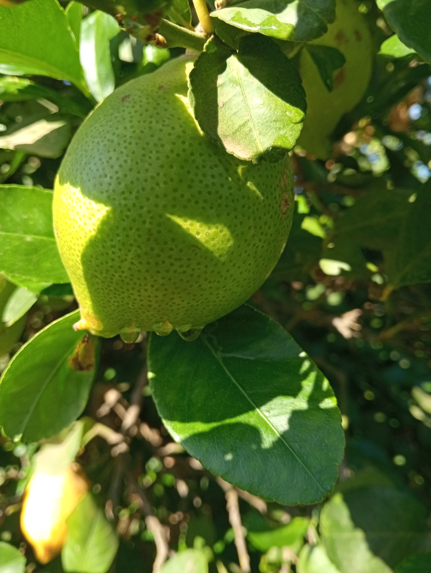 Humedad en los frutos