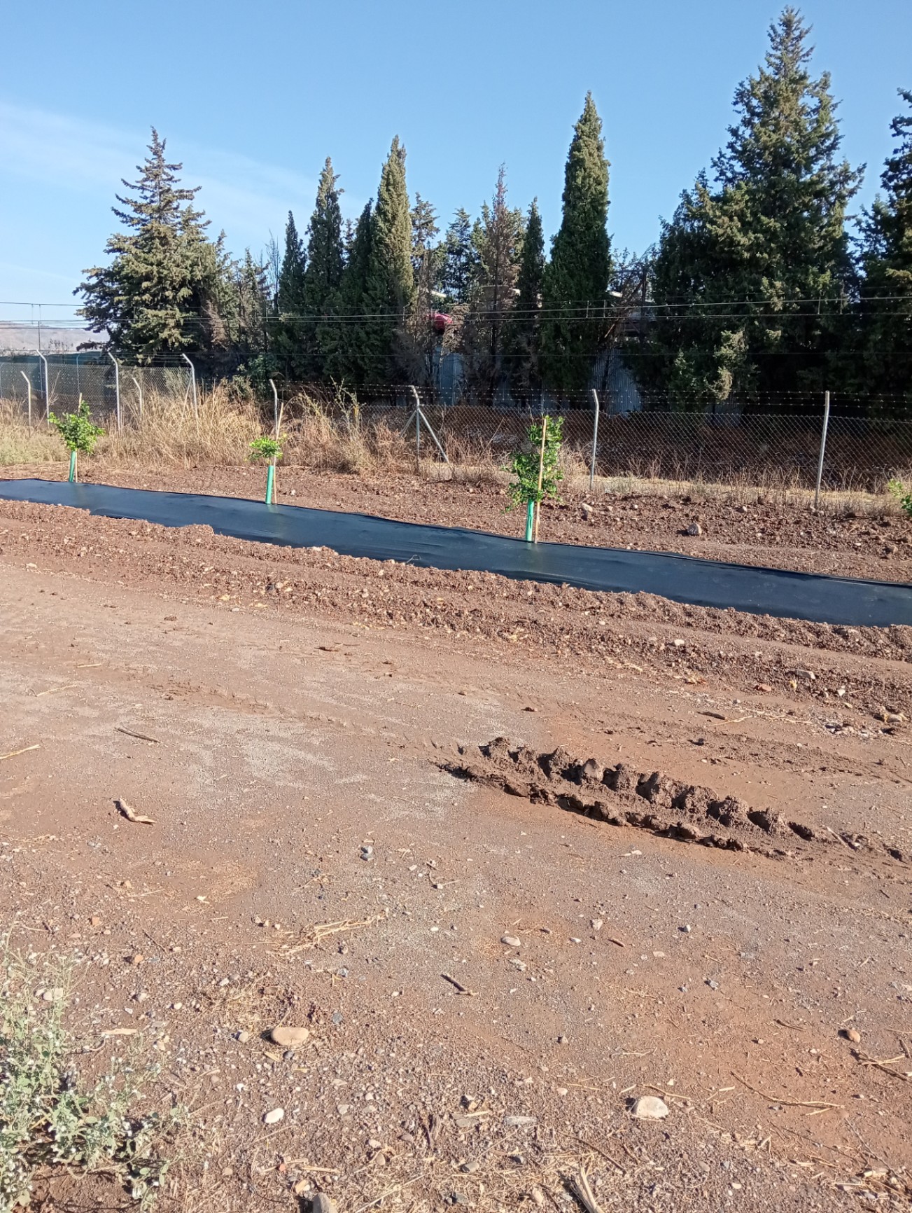 Tratamiento en los arboles pequeños