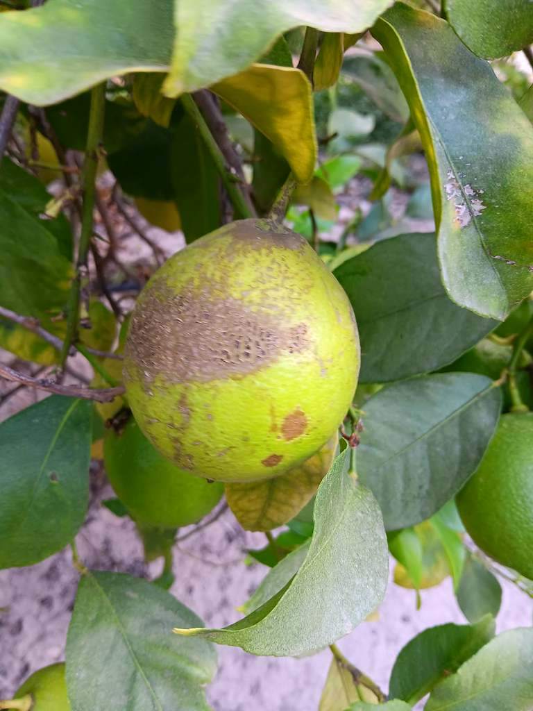 Escamación en limón