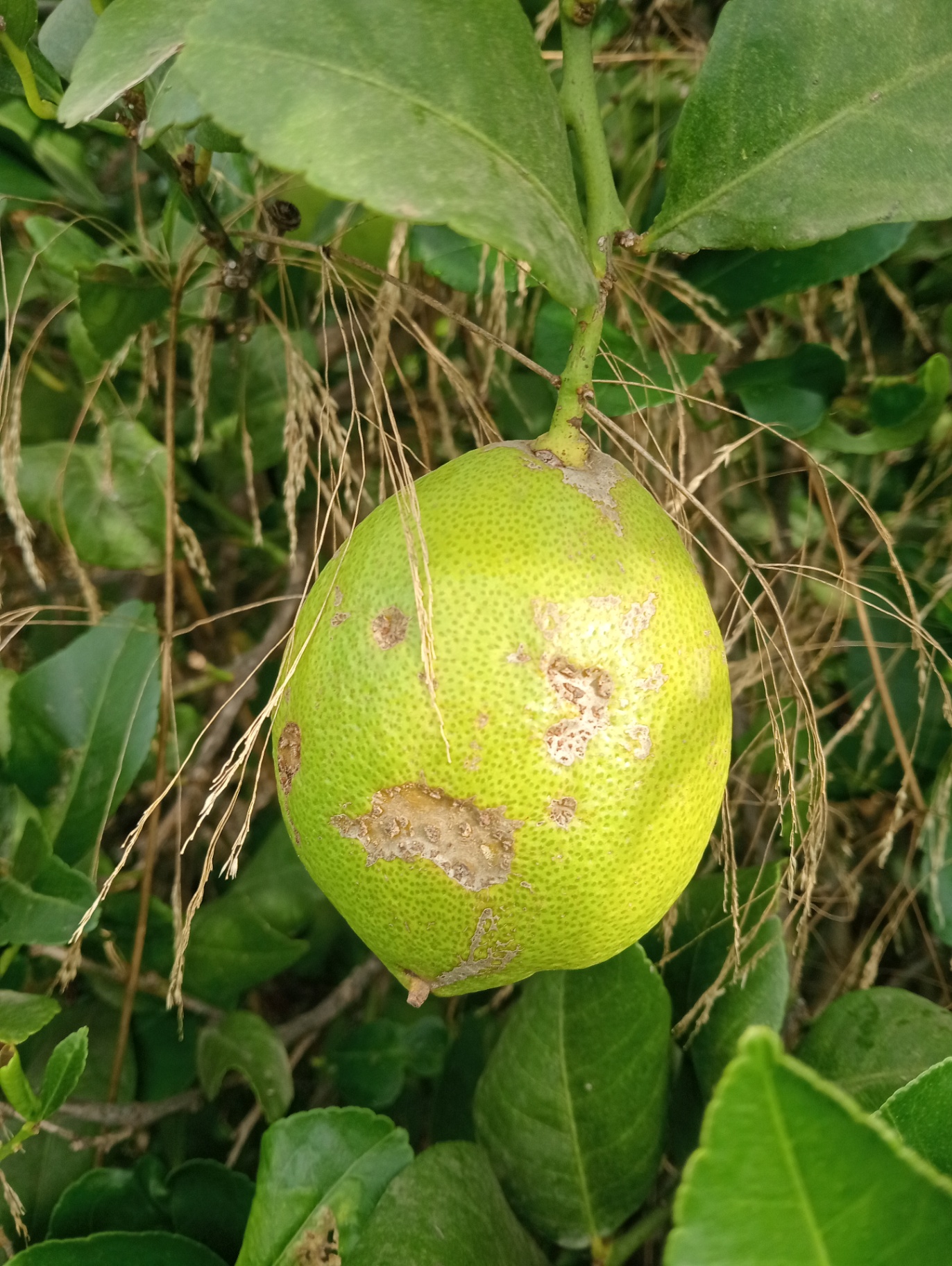 Los frutos presentan este tipo de daño externo (destrio).