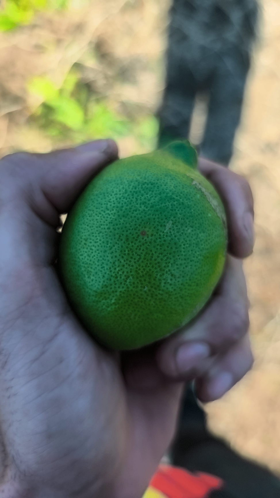 Image without description