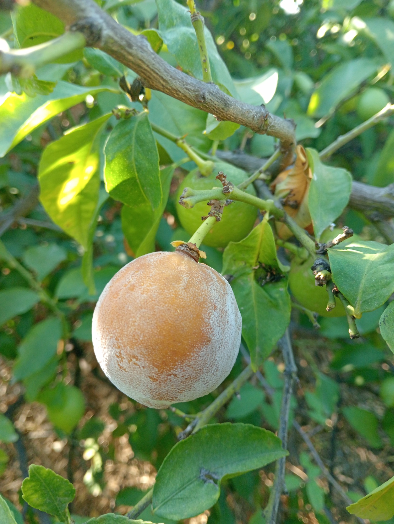 Ataque fúngico en los frutos.