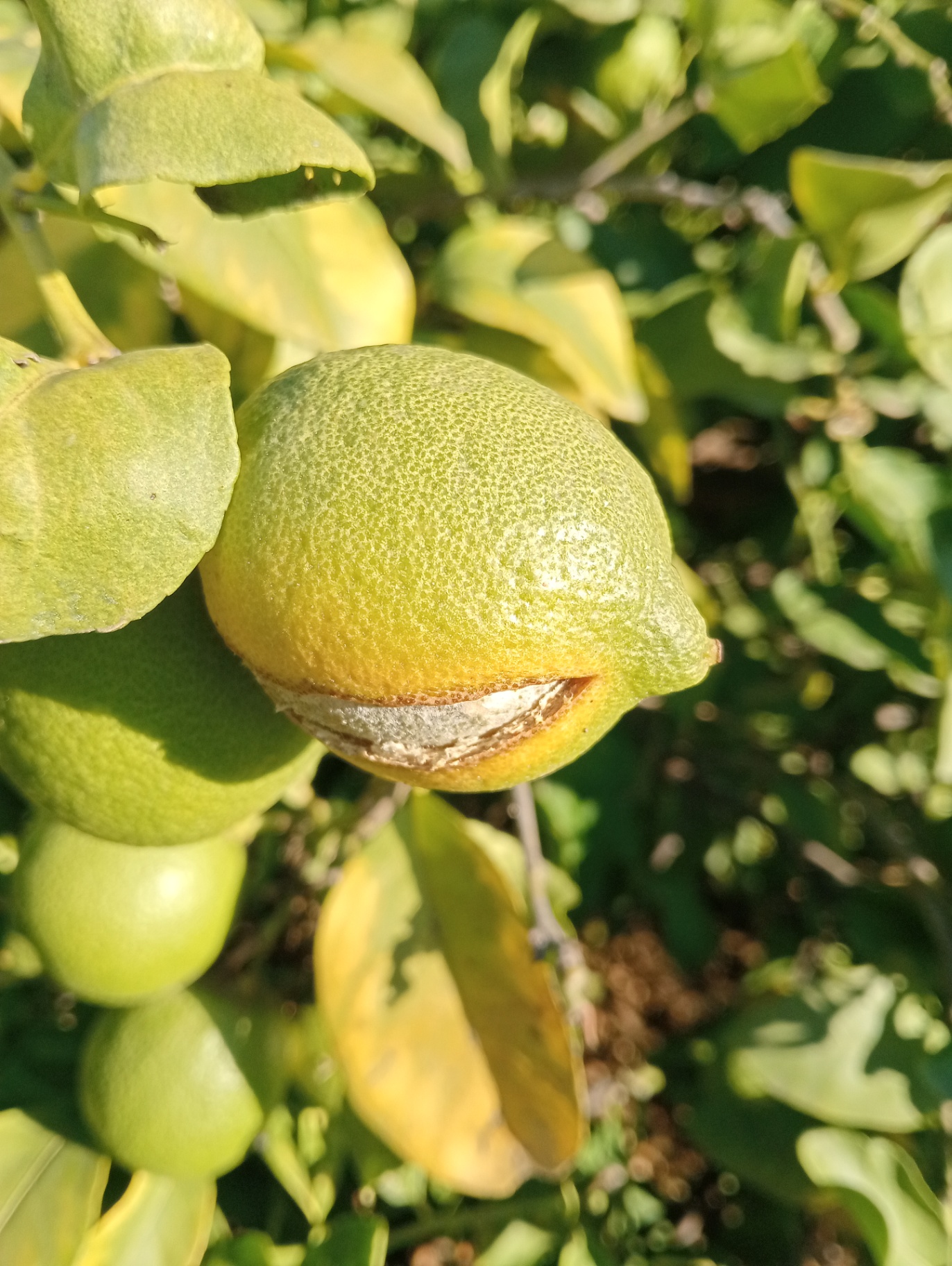Fisiopatía en los frutos.