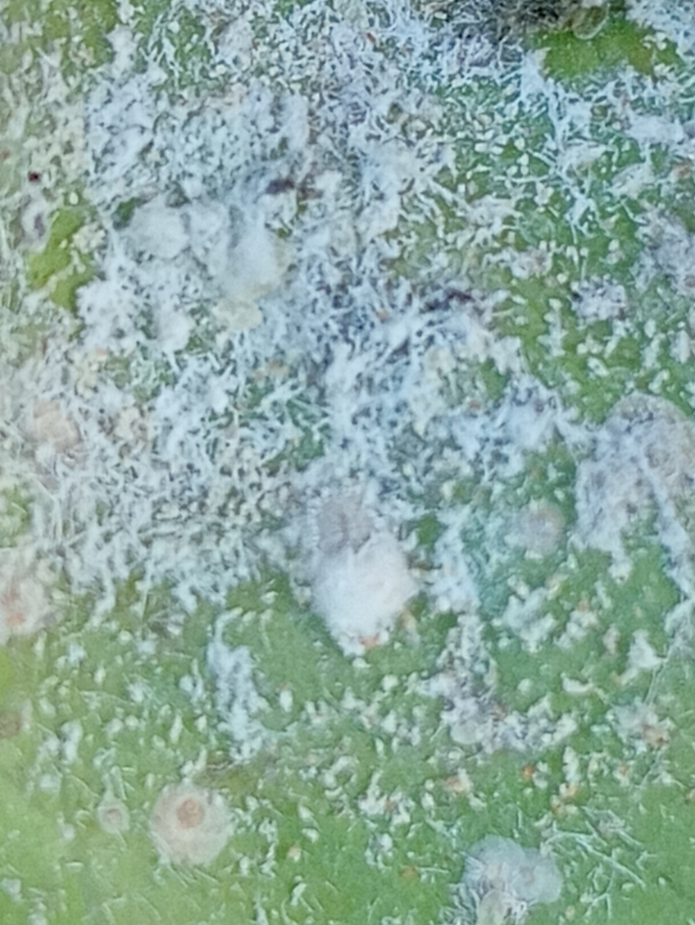 Image without description